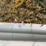 Utricularia purpurea Λουλούδι