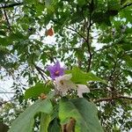 Solanum wrightii Blüte