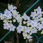 Viburnum tinus Blüte