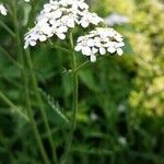 Achillea millefolium L. (achilée millefeuilles)Alia