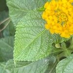 Lantana canescens Лист