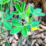 Cytisus supinus برگ