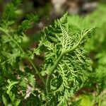 Botrychium virginianum Leaf