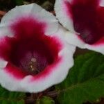 Sinningia speciosa Flor