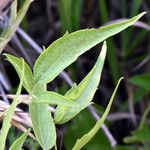 Clematis ligusticifolia Hoja