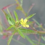 Ludwigia leptocarpa Květ
