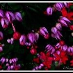 Clerodendrum × speciosum Квітка