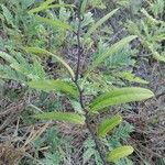 Capparis flexuosa Leaf