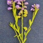 Polygala amarella Ŝelo