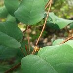 Croton boinensis Φύλλο