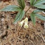 Cardamine enneaphyllos Flower