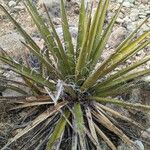 Yucca schidigera Frunză