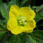 Ludwigia foliobracteolata Flower