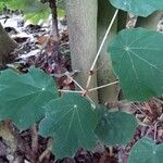 Pterospermum acerifolium Leaf