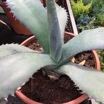 Agave asperrima Leaf