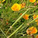 Eschscholzia californica Gyümölcs