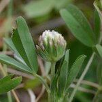 Trifolium leucanthum Other