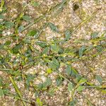 Polygonum arenastrum Leaf