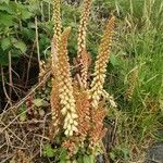 Umbilicus rupestris Habit