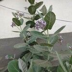 Calotropis gigantea Hoja