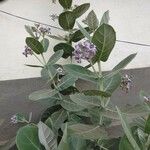 Calotropis gigantea Lapas