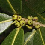 Ficus americana Leaf