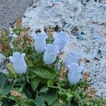 Campanula incurva Flors