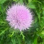 Cirsium altissimum Kvet