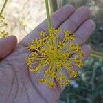 Thapsia villosa Flower