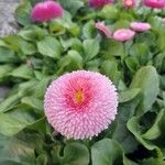 Bellis rotundifolia Flower