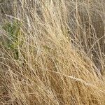 Brachypodium phoenicoides Blad