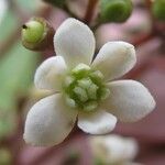 Nectandra purpurea Flor