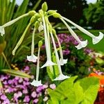 Nicotiana sylvestris 花