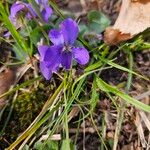 Viola sororia Çiçek