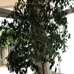 Ficus benjamina