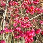 Euonymus europaeus 果實