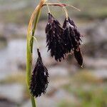 Carex atrofusca ഫലം