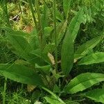 Hieracium lachenalii Blad