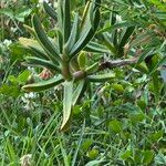 Carpobrotus acinaciformis叶