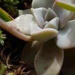 Dudleya edulis Yaprak