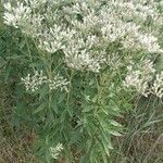 Eupatorium altissimum Flower