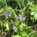 Mertensia paniculata Flor