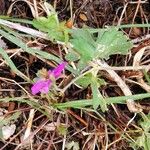 Geranium viscosissimum Kvet