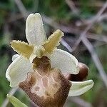 Ophrys × arachnitiformis