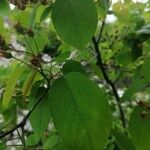 Amelanchier ovalis Fruto