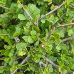 Haplocoelum foliolosum Leaf