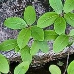 Viburnum nudum Leaf