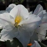 Rhododendron dendricola