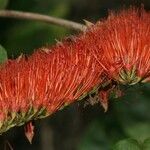 Combretum farinosum Λουλούδι