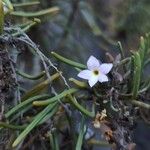 Campylanthus salsoloides Flor